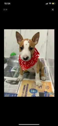 Bull Terrier ingles Linhagens campeã, e pais importados 