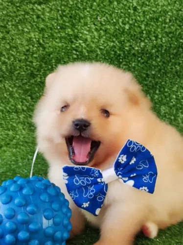 Filhote Spitz Alemão - Uma bolinha de fofura!