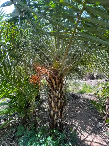 Somos Fornecedor Palmeiras Tamareiras 2m - 5m