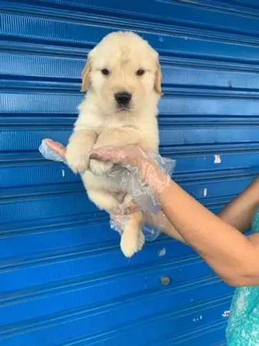 Golden Retriever Femea e macho Saúde e Origem Comprovada ? Filhotes com Vacinas Importadas