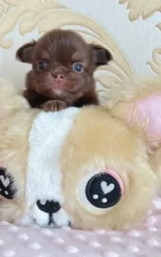 Chihuahua fêmea na cor creme a venda!