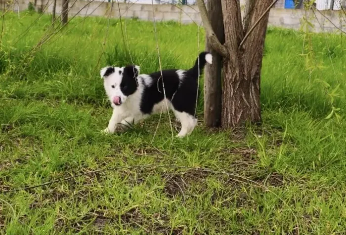 Border Collie caês que aprende até 1500 comendo 