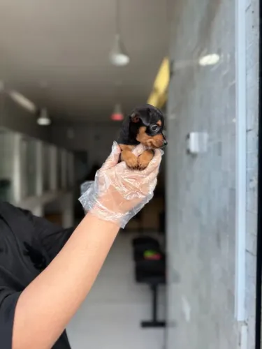 Pinscher Miniatura com Garantia e Suporte  - Pequeno no Tamanho, Gigante na Personalidade!