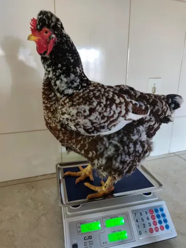 Galinha Balão tradicional  a venda 