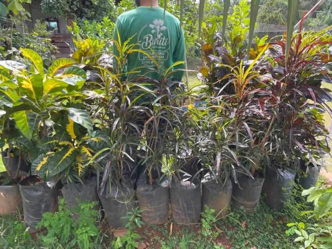 Mudas de croton 