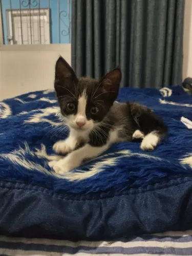 GATINHA FRAJOLA DOAÇÃO 