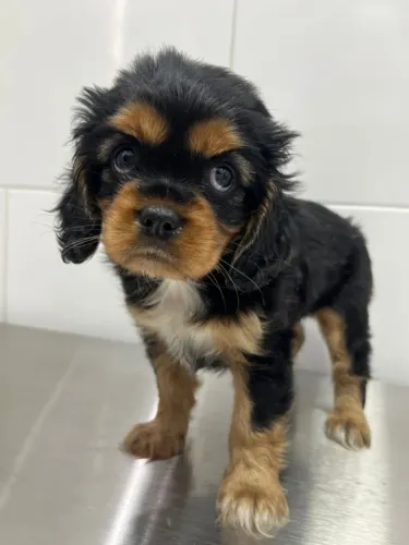 Cavalier King Charles Macho Pequeno - Vacinado e microchipado