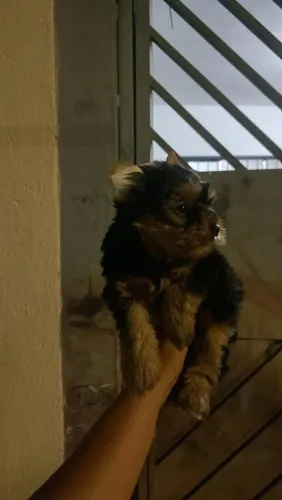 Filhote Yorkshire Terrier, Seus dias ficarão mais iluminados com um novo amiguinho!