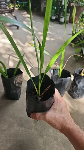 Mudas de Tamareira rara