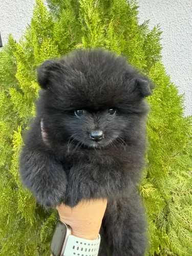 Filhote de Spitz macho preto - nascido em 08/06/2026