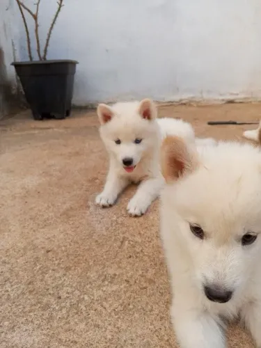 husky siberiano