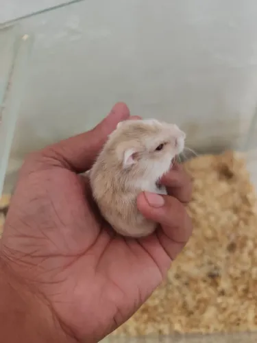 Hamster fêmea