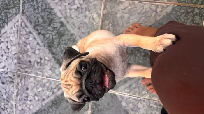 Pugs 