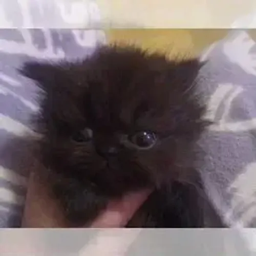 Gato Persa Muito Manso
