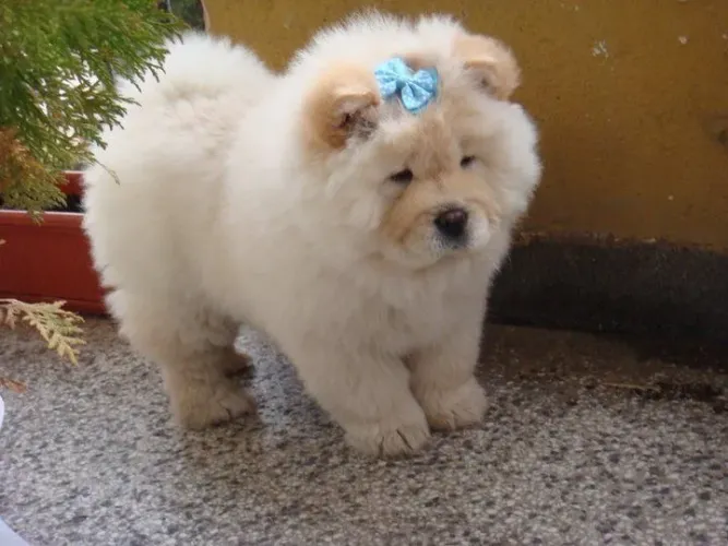 Filhotes De Chow Chow - O Abraço Mais Quentinho Do Mundo Pode Ser Seu!