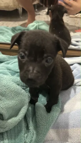 Estou doando macho de 2 meses porte pequeno