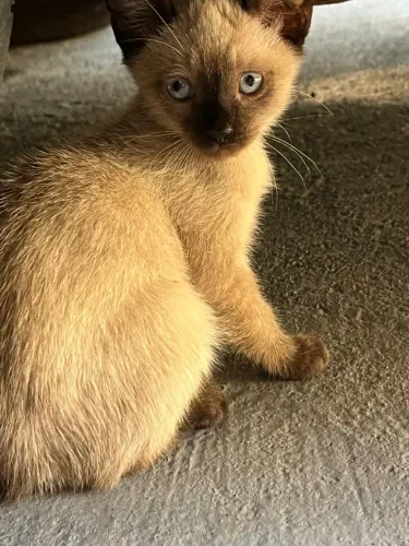 Gati nho