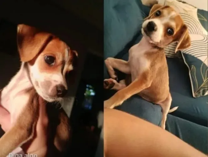 Cachorra pra doacao