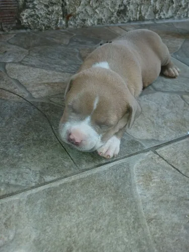 Filhote de pitbull 600