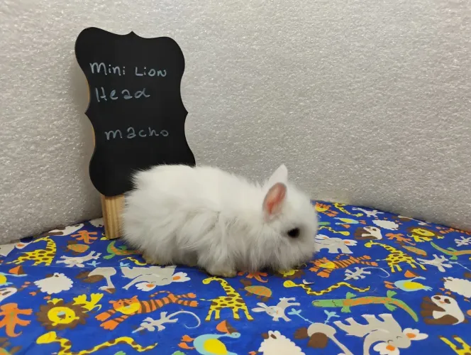 Mini Coelhos, Mini Lion Head e Mini Netherland 