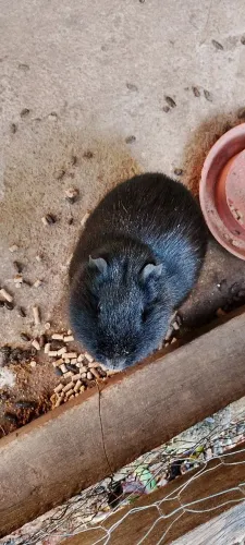 Doação porquinho da índia 