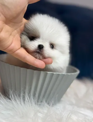 Lulu da Pomerânia anão macho too ursinho 