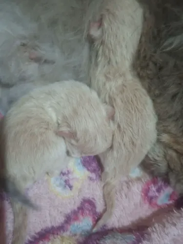 Vende-se filhote de gato persa macho pv