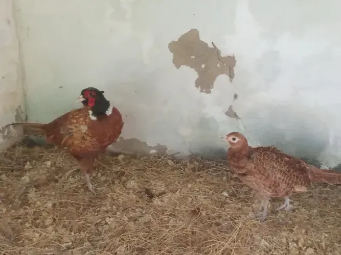 Casal de Faisão