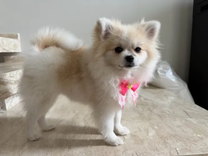 Filho cachorro