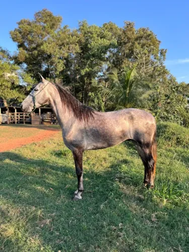 Vendo Cavalo Mangalarga Machador , 4 anos. VENDO GALILEU CAR - GENÉTICA DE CAMPEÕES NACION