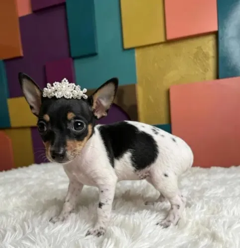 Pinscher Fêmea Encanto Especial