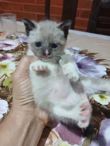 Gato siamês 