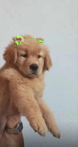 Golden Retriever
