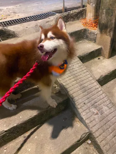 Husky siberiano disponível pra cruzar MACHO 