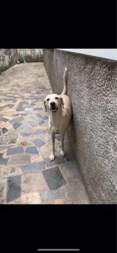 Adoção 