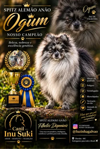Spitz Alemão Anão Blue merle com pedigree