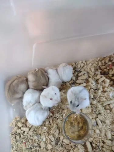 Atenção donos de aviários e lojista temos várias opções de hamster para seu negócio