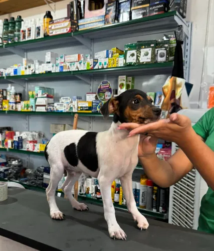 Filhote de Terrier Brasileiro pura raça