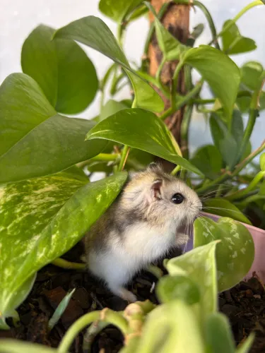 Hamster anão russo