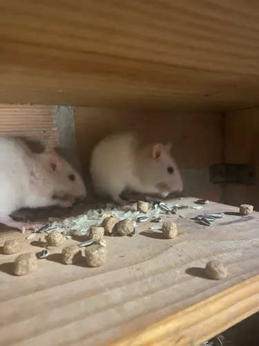 Rato Twister macho