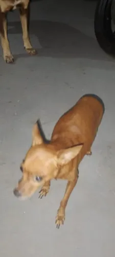 Cadela Pincher pra doação 