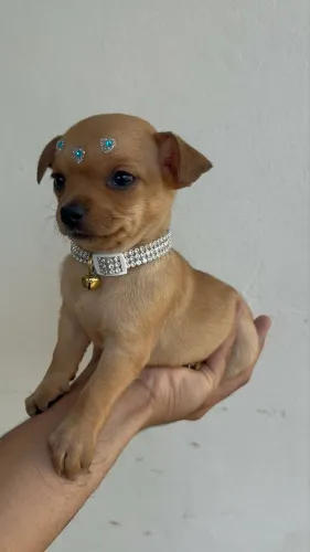 PINSCHER FÊMEA