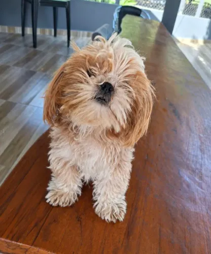 Shihtzu macho  mini  11 meses todas as  em dia 