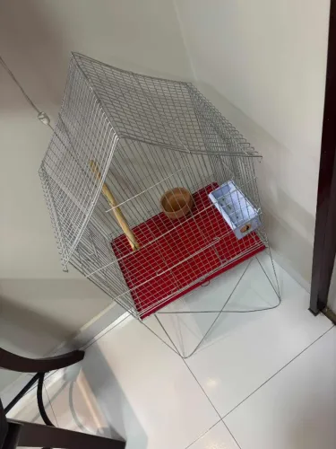 Viveiro para aves, melhor você não encontra!