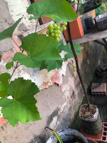 Mudas de uvas vitória em produção cel. *30...