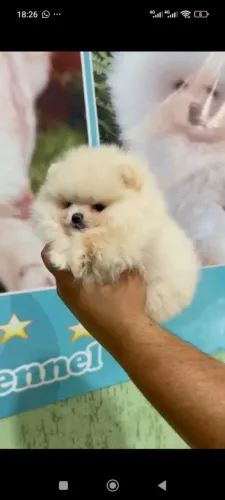 Spitz fêmea ursinha linhagem importada