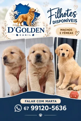 Golden Retriever