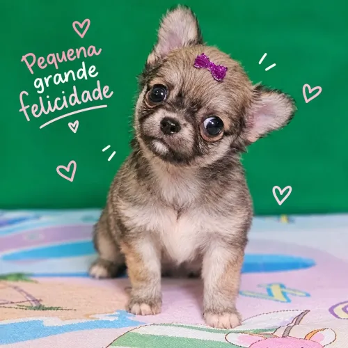 Chihuahua Femea Pelo Longo - lindissima