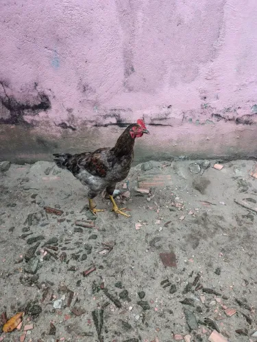 Galinha 
