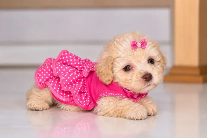 Poodle mini toy femea e macho